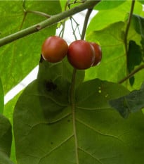 Rajčatový strom - Tamarillo - Cyphomandra betacea - osivo rajčatového stromu - 5 ks