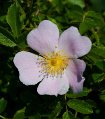 Růže šípková - Rosa canina - osivo růže - 5 ks