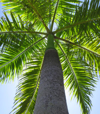 Palma královská kubánská - Roystonea regia - osivo palmy - 6 ks