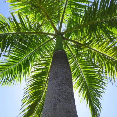 Palma královská kubánská - Roystonea regia - osivo palmy - 6 ks