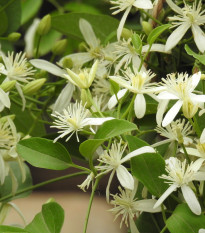 Plamének plotní - Clematis vitalba - osivo plaménku - 12 ks