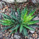Agáve mexické - Agave filifera - osivo agáve - 7 ks