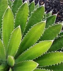 Agáve - Agave ghiesbreghtii - osivo agáve - 10 ks