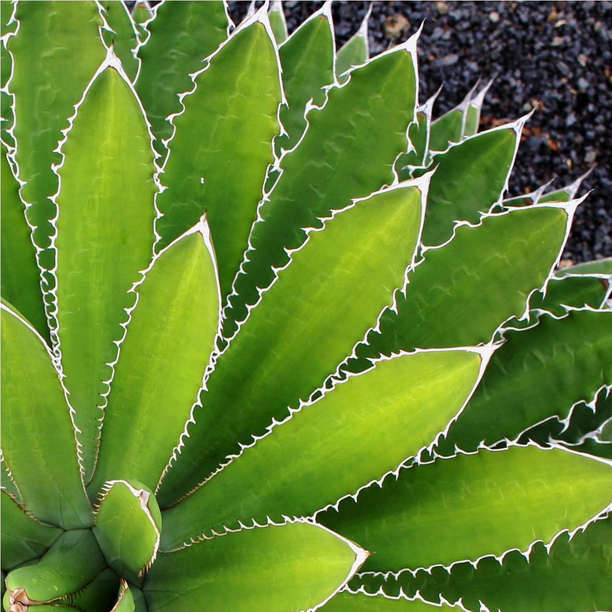 Agáve - Agave ghiesbreghtii - osivo agáve - 10 ks