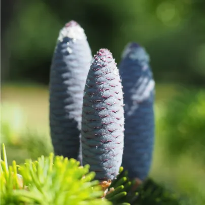 Jedle Pindrow - Abies Pindrow - osivo jedle - 15 ks