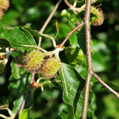 Buk lesní - Fagus sylvatica - osivo buku - 7 ks
