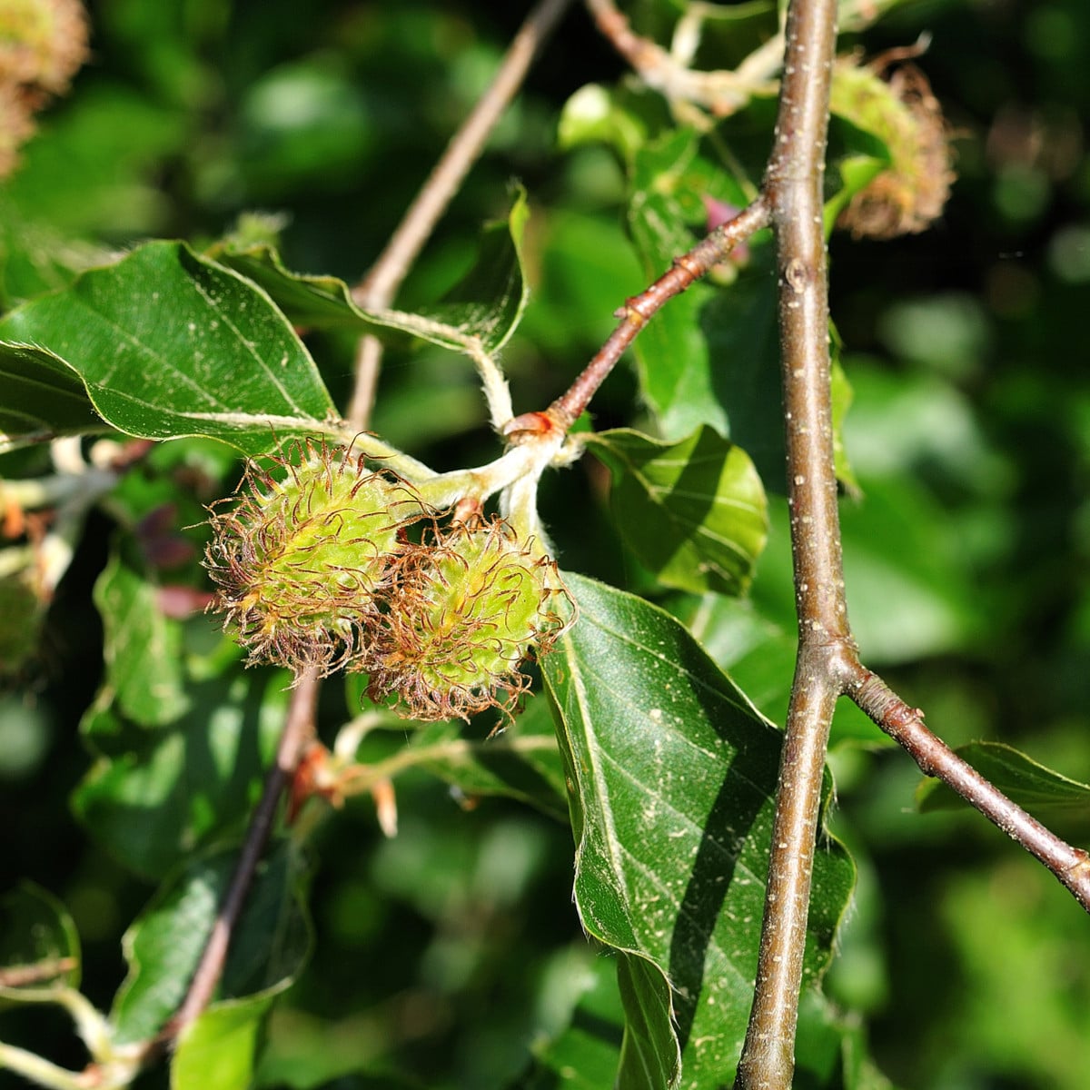 Buk lesní - Fagus sylvatica - osivo buku - 7 ks