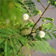 Divoká mimóza - Leucaena leucocephala - osivo mimózy - 7 ks