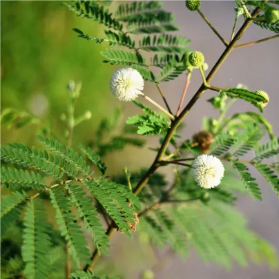 Divoká mimóza - Leucaena leucocephala - osivo mimózy - 7 ks