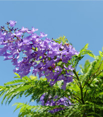 Žakaranda mimózolistá - Jacaranda mimosifolia - osivo žakarandy - 6 ks
