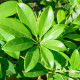 Šeflera actinophylla - Schefflera actinophylla - osivo šeflery - 6 ks
