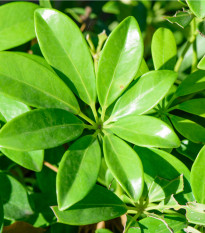 Šeflera actinophylla - Schefflera actinophylla - osivo šeflery - 6 ks