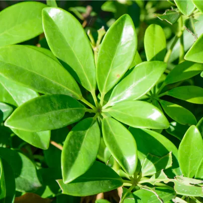 Šeflera actinophylla - Schefflera actinophylla - osivo šeflery - 6 ks