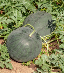 Meloun vodní Lajko F1 - Citrullus lanatus - osivo melounu - 5 ks