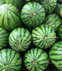 Meloun vodní Crimson Sweet - Citrullus lanatus Matsum et Nakai - osivo melounu - 6 ks