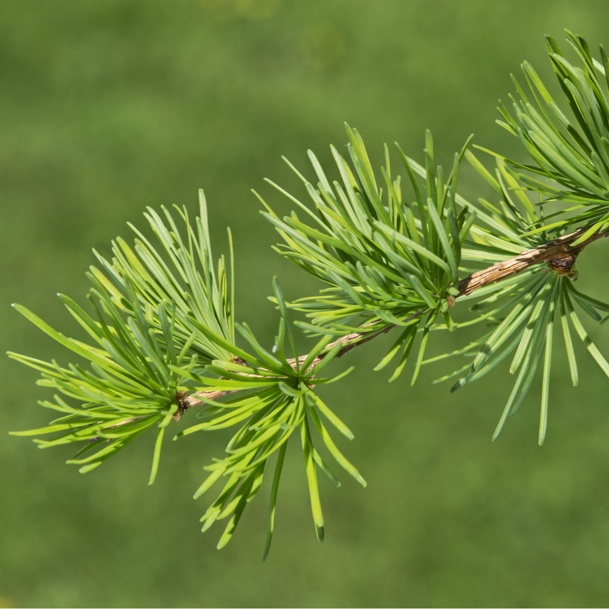 Modřín Gmelinův - Larix gmelinii - osivo modřínu - 10 ks