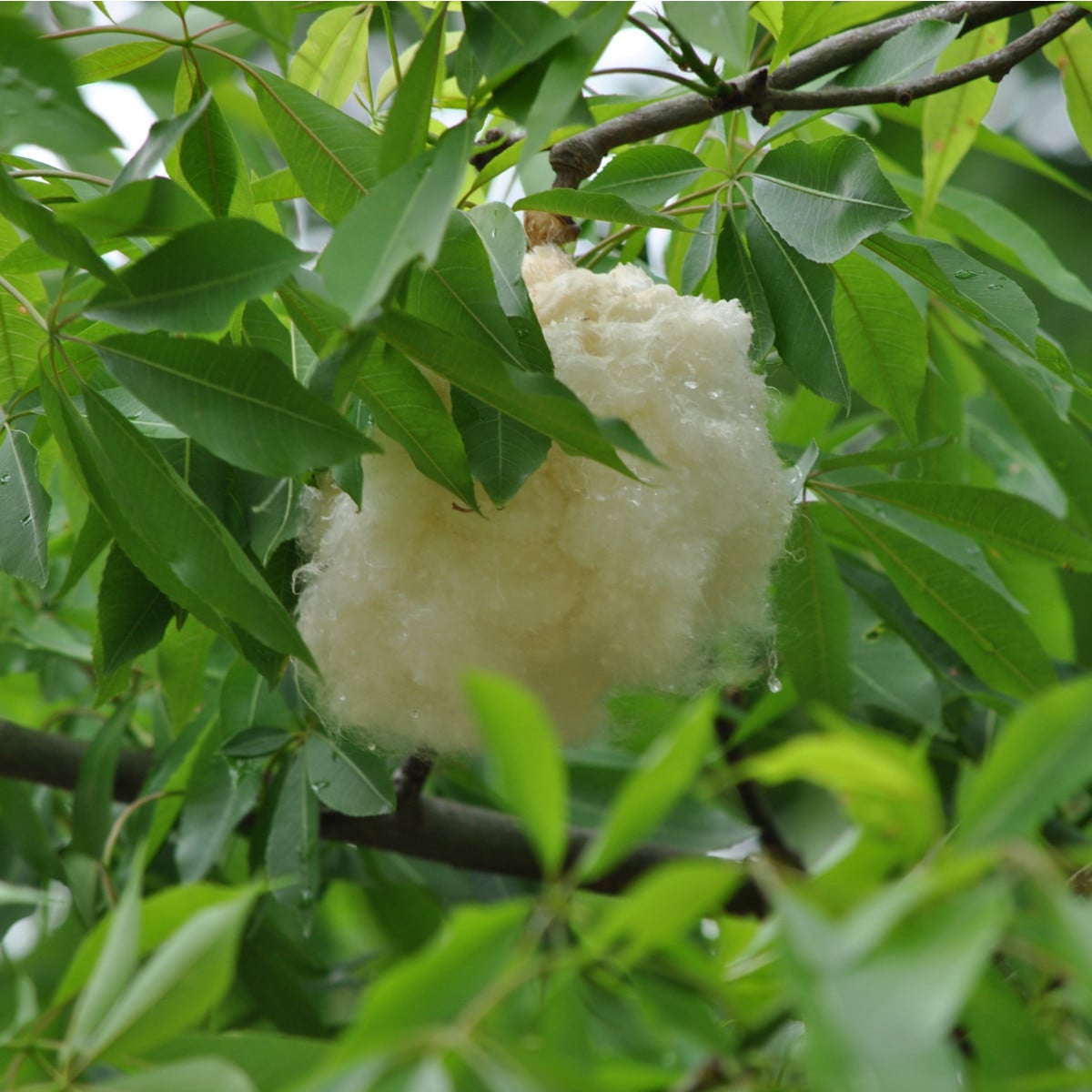 Vlnovec pětimužný - Kapok - Ceiba pentandra - osivo kapoku - 10 ks