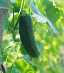 Okurka nakládačka Hokus - Cucumis sativus - osivo okurky - 15 ks