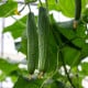 BIO Okurka hadovka Flamingo F1 - Cucumis sativus - bio osivo okurky - 4 ks