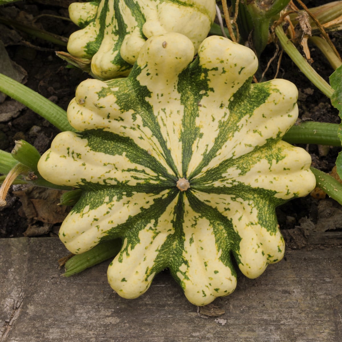 Patizon Vert Jaune - Cucurbita pepo - osivo patizonu - 5 ks