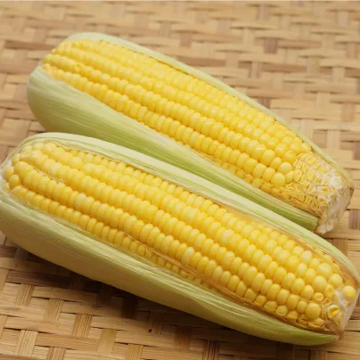 Kukuřice cukrová mořená Snowbaby - Zea Mays - osivo kukuřice - 16 ks