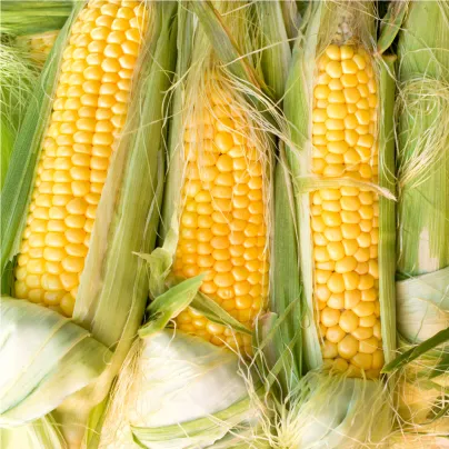 Kukuřice cukrová Golden Bantam - Zea Mays - osivo kukuřice - 16 ks