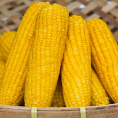Kukuřice setá Tatonka F1 - Zea Mays - osivo kukuřice - 15 kss