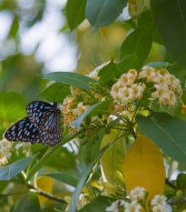Ampák jasanolistý - Evodia fraxinifolia - osivo ampáku - 7 ks