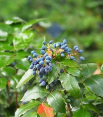 Mahónie cesmínolistá - Mahonia aquifolium - osivo mahónie - 5 ks