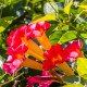 Trubač kořeňující - Campsis radicans - osivo trubače - 10 ks
