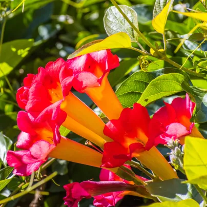 Trubač kořeňující - Campsis radicans - osivo trubače - 10 ks