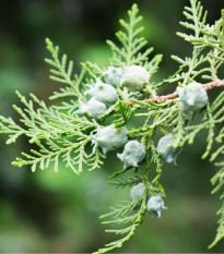 Túje orientální - Platycladus orientalis - osivo túje - 10 ks