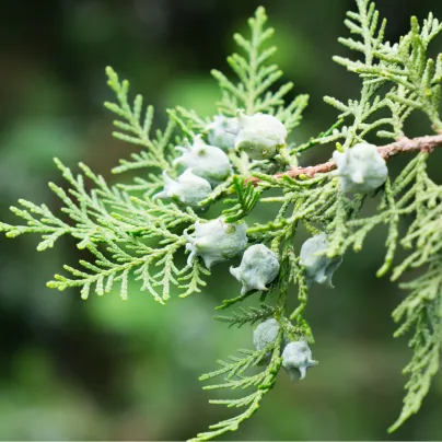 Túje orientální - Platycladus orientalis - osivo túje - 10 ks