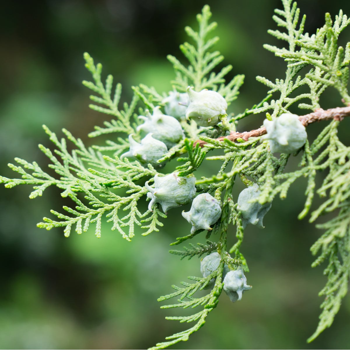 Túje orientální - Platycladus orientalis - osivo túje - 10 ks