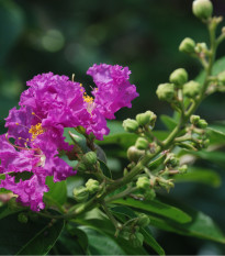 Lagerstroemie nádherná - Lagerstroemia floribunda - osivo lagerstroemie - 7 ks