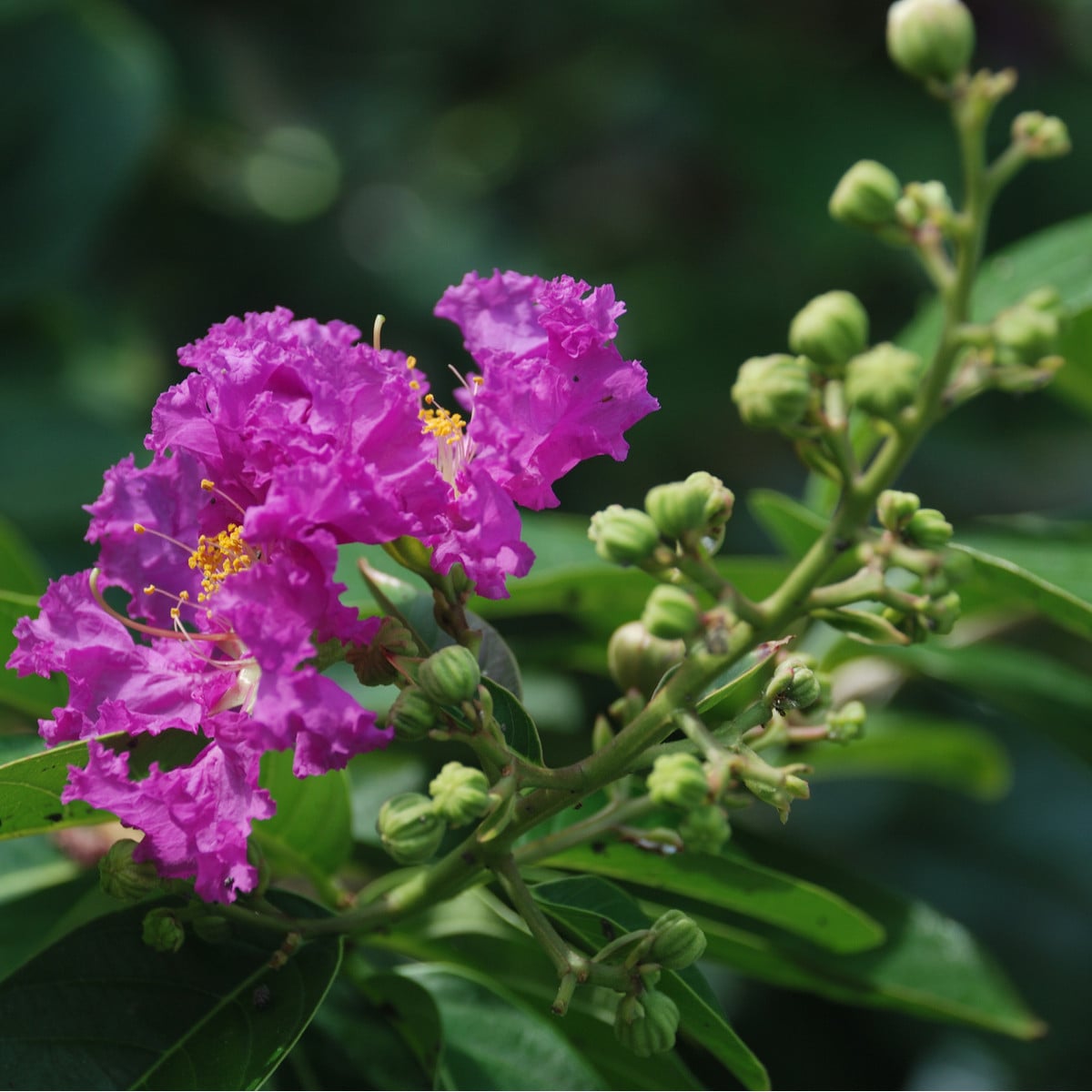 Lagerstroemie nádherná - Lagerstroemia floribunda - osivo lagerstroemie - 7 ks