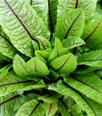 Šťovík krvavý - Rumex sanguineus - osivo šťovíku - 100 ks