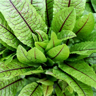 Šťovík krvavý - Rumex sanguineus - osivo šťovíku - 100 ks