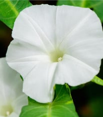 Povíjnice vodní - Špenát vodní - Ipomoea aquatic - osivo povíjnice - 15 ks