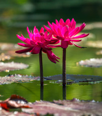 Leknín červený - Nymphaea caerulea - osivo leknínu - 5 ks
