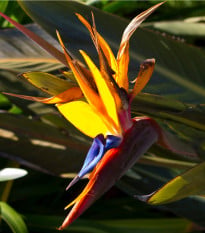 Strelície královská - Strelitzia reginae - osivo strelície - 2 ks