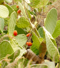 Opuncie - Indiánské fíky - Opuntia ficus-indica - osivo opuncie - 7 ks