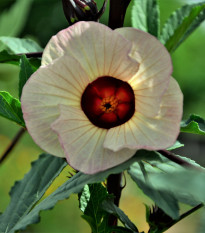 Ibišek súdánský - Hibiscus sabdariffa - osivo ibišku - 8 ks