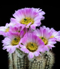 Kaktus - Echinocereus reichenbachii - osivo kaktusů - 8 ks