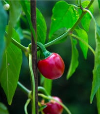 Chilli Cherry Bomb - Capsicum annuum - osivo chilli - 6 ks