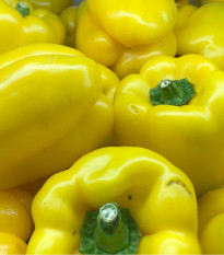 Paprika roční zeleninová Pusztagold - Capsicum annuum - osivo papriky - 12 ks