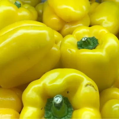 Paprika roční zeleninová Pusztagold - Capsicum annuum - osivo papriky - 12 ks
