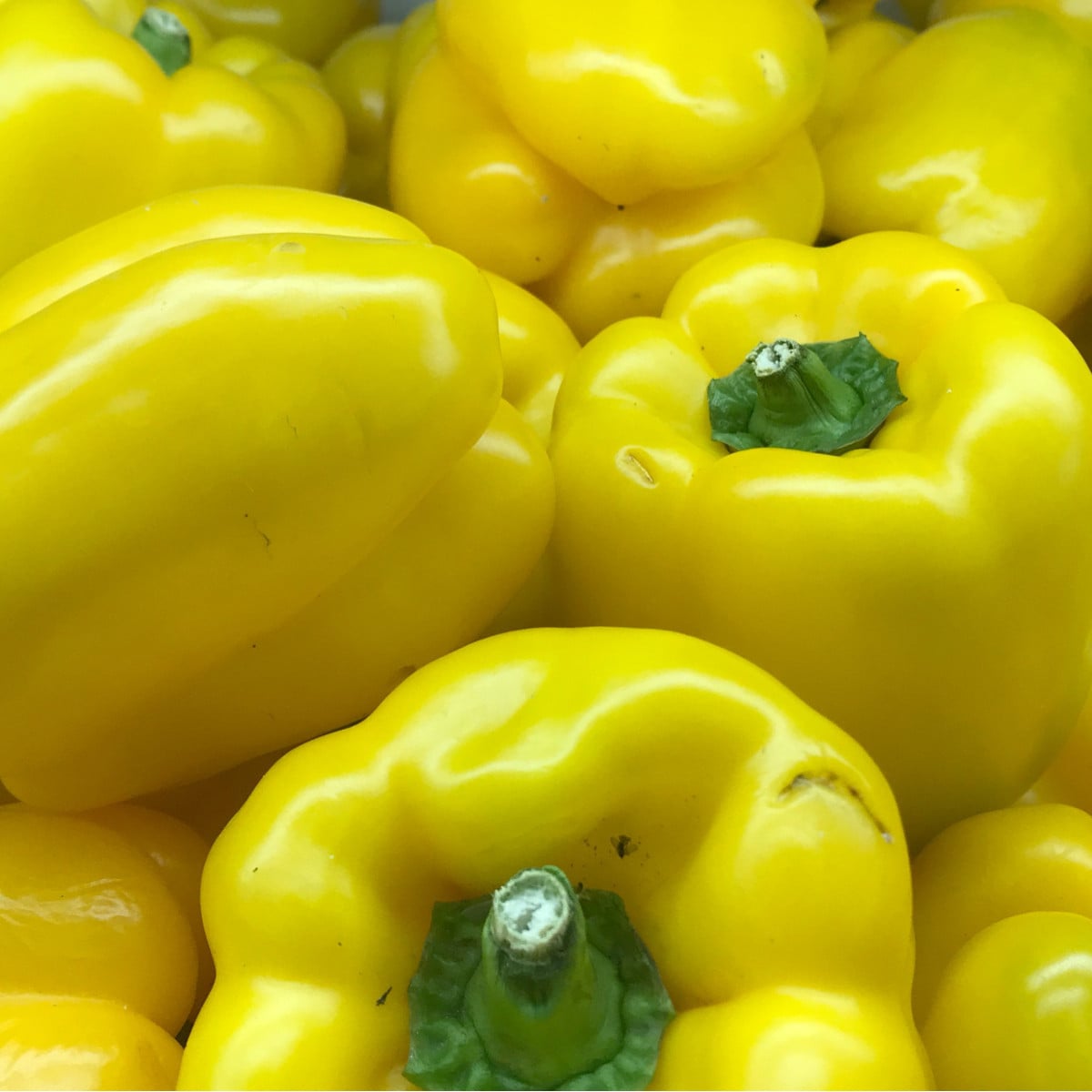 Paprika roční zeleninová Pusztagold - Capsicum annuum - osivo papriky - 12 ks