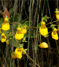 Pantoflíček celolistý - Calceolaria Andina - osivo pantoflíčku - 5 ks
