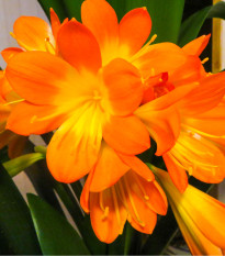 Klívie - Řemenatka - Clivia robusta - osivo klívie - 6 ks